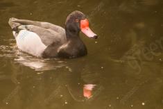 Pato 1 <em>(1733)</em>