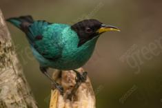 Saí Verde 1 <em>(1736)</em>