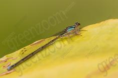 Donzelinha 19 <em>(1740)</em>