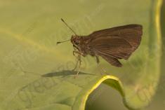 Mariposa 34 <em>(1742)</em>