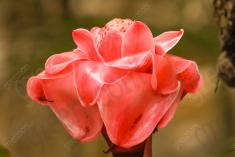 Flor 144 <em>(1750)</em>