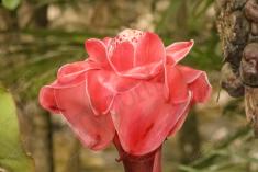 Flor 145 <em>(1751)</em>