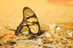 Borboleta 118 <em>(1756)</em>