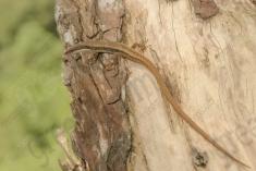 Lagartixa 5 <em>(1763)</em>