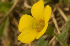 Flor 149 <em>(1768)</em>