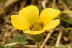 Flor 151 <em>(1770)</em>