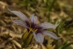 Flor 152 <em>(1771)</em>