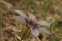 Flor 153 <em>(1772)</em>