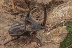 Inseto 11 <em>(1773)</em>