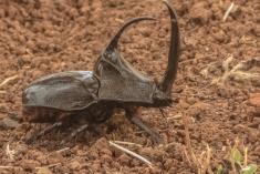 Inseto 12 <em>(1774)</em>