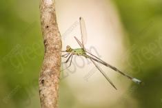 Donzelinha 6 <em>(1775)</em>