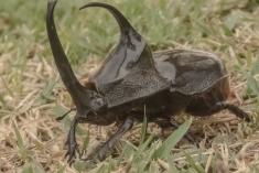 Inseto 13 <em>(1776)</em>