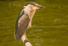 Socó 5 <em>(1777)</em>