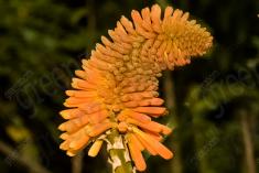 Flor 154 <em>(1778)</em>