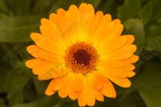 Flor 155 <em>(1779)</em>