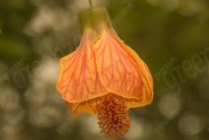 Flor 138 <em>(1780)</em>