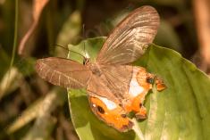Borboleta 117 <em>(1786)</em>