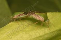 Inseto 7 <em>(1792)</em>