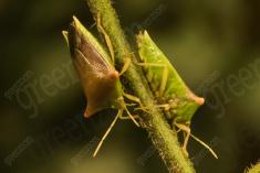 Inseto 8 <em>(1793)</em>