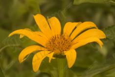 Flor 140 <em>(1794)</em>