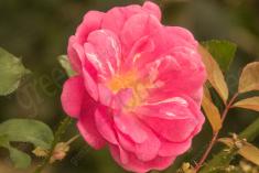 Flor 141 <em>(1795)</em>
