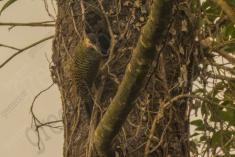 Pica Pau 1 <em>(1796)</em>