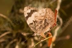 Mariposa 33 <em>(1800)</em>