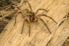 Aranha 29 <em>(1803)</em>
