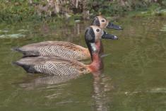 Marreco 1 <em>(1811)</em>