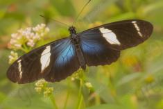 Borboleta 113 <em>(1817)</em>