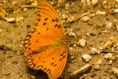 Borboleta 114 <em>(1818)</em>
