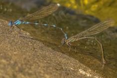 Donzelinha 18 <em>(1821)</em>