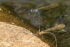 Donzelinha 17 <em>(1822)</em>