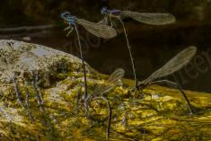 Donzelinha 16 <em>(1823)</em>