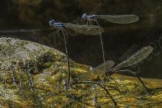 Donzelinha 3 <em>(1824)</em>