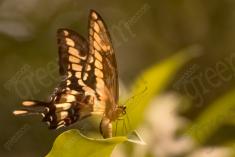 Borboleta 115 <em>(1825)</em>