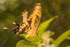 Borboleta 116 <em>(1827)</em>