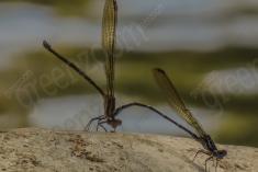 Donzelinha 5 <em>(1828)</em>