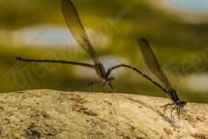 Donzelinha 15 <em>(1829)</em>