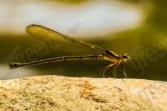 Donzelinha 13 <em>(1830)</em>