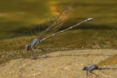 Donzelinha 12 <em>(1831)</em>