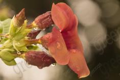 Flor 142 <em>(1834)</em>