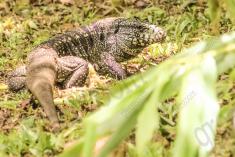 Lagarto 9 <em>(1835)</em>