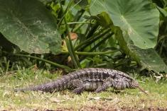 Lagarto 10 <em>(1836)</em>