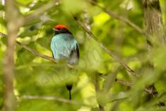 Tangará Dançarino 5 <em>(1837)</em>