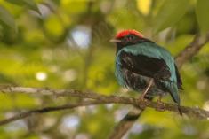 Tangará Dançarino 6 <em>(1838)</em>