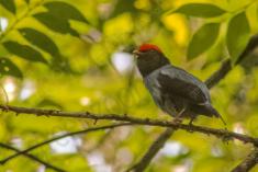 Tangará Dançarino 1 <em>(1839)</em>