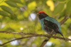 Tangará Dançarino 2 <em>(1840)</em>