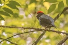 Tangará Dançarino 3 <em>(1841)</em>