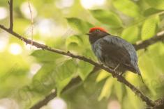 Tangará Dançarino 4 <em>(1842)</em>